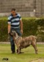 Matriz - Fila Brasileiro Tigrado - Canil Singular - Leona